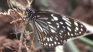 Butterflies mud puddling