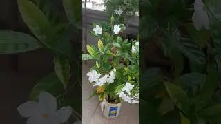 #chandi flowers#small plant#full of flowers#grow by cutting#shorts#