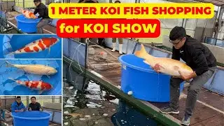 1 METER KOI FISH SHOPPING for NISHIKIGOI SHOW | BEST JAPANESE KOI FISH