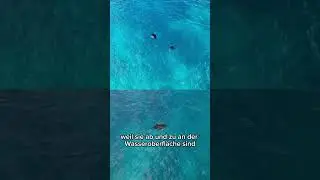 Mantas auf den Marquesas! Mit Rochen schwimmen in der Ankerbucht  #sailing #travel #sailboat