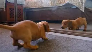 FREE STOCK VIDEOS | DOG PLAYING | NO COPYRIGHT