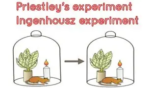 Joseph Priestley and Jan Ingenhousz experiment in photosynthesis.