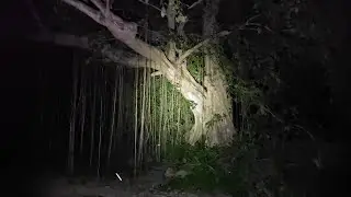 La leyenda de la Flor Del árbol de Amate, me habían pedido mucho este video