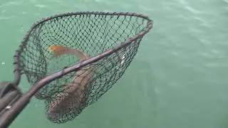 Hambillys in the Harbor - Salmon fishing in Port Washington, WI