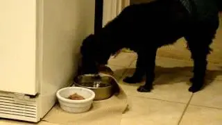 OCD Dog