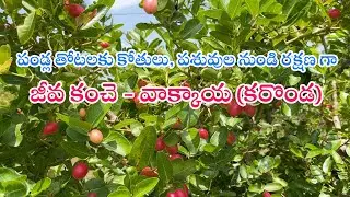 పండ్ల తోటలకు కోతులు, పశువుల నుండి రక్షణ నిచ్చే జీవ కంచెగా -వాక్కాయ (కరొండ)|| Karonda plants as fence