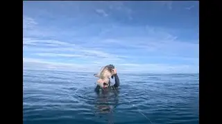 Whiskers - Spearfishing Hawaii 2025