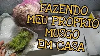 MUSGO EM CASA, como cultivar o seu!  BONUS!