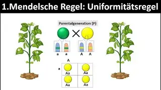 1. Mendelsche Regel - Uniformitätsregel [+ Anwendungsaufgabe] - [Biologie]