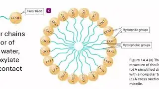 General_Ochem_Biochem_CH14_V3