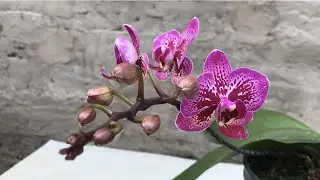 Butterfly orchids are beautiful and long lasting flowers