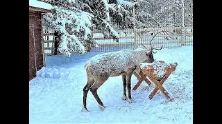 Christmas🎄 sleeping 🦌Deer,