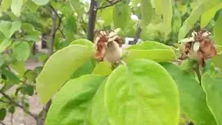 Humik asit verdik Ayvayı yiyeceğiz . 05356660880