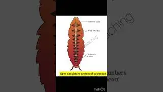 circulatory system of cockroach ncert diagram | neet biology | class 11th biology | @inditeaching