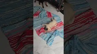 she's drying herself #dogs #rottweiler #pug #cats #tumaktumak #trend #bath #dailyvlog #daytodaynews