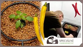Pěstování Chilli Flo Gro 2 I Speciální Zahradnictví.cz