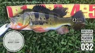 The Mat Rock Angler Chronicles Episode #17: Today At LSR [PEACOCK BASS SINGAPORE]