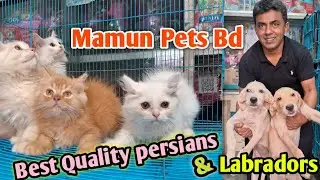 Labradors | Persian cats| Katabon animal market in bd | Pretty birds Mamun | Mamun pets bd