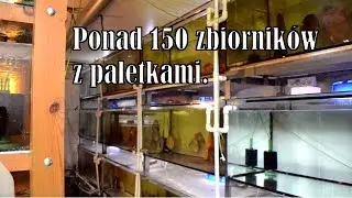 Jedna z największych hodowli paletek w Polsce.