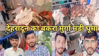 देहरादून का बकरा 🦙 मुर्गा 🐔 मंडी घूमा #Guddusaroojvlogs #myfirstvlog #viralvlog #trendingvlogs #vlog