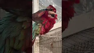 #parrot #comedy #video #shorts #youtubeshorts #google #instagram #jokes #funny