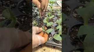 Grafting Watermelon Onto Pumpkin Rootstock: A Step-by-Step Guide @HappyFarm85