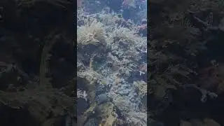 A Slice of Bali, 20s of Reef Life | Talk to the Fish #Bali #OceanDream #DiveExplore