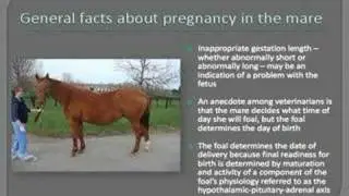 Foal Care -- TheHorse.com