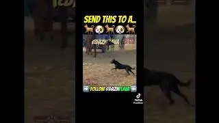 Kuttti dya baxhyaaaa