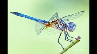 50 Most Beautiful Dragonflies in The World