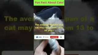 Cats lifespan | #Fun Fact About Cats! #shorts