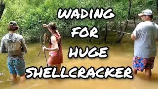 Wading CAMPSITES For HUGE Shellcracker