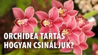 Orchidea: egzotikus virág otthon  - Phalaenopsis és Cambria tartás