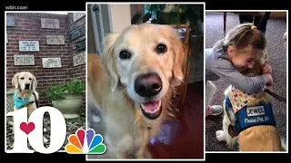 Local comfort dog heads to Surfside Florida