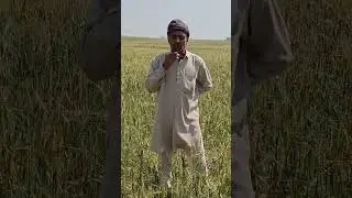 #मानहेरू के #किसान की #सांसद धर्मवीर और #विधायक घनश्याम सर्राफ से अपील#trending #viral #shorts#reels