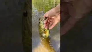 nice pattern #fishing #ytshorts #springfishing #spring #bass #bassfish #explore #smallmouthbass