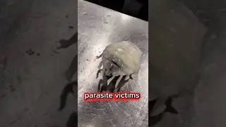 Этот паразит ПОХИЩАЕТ вашу волю (биологический ужас)