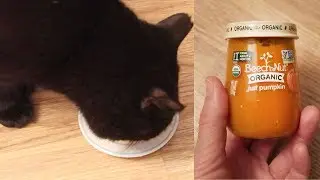 Cats Try Pumpkin Baby Food For The First Time