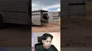 Banteng Dengan Tanduk Terbesar Didunia! #m4zsda #shortvideos #horrorgaming #shorts #reaction
