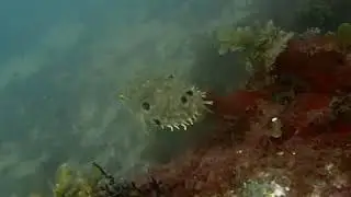 Chilomycterus antillarum br&eacute;sil