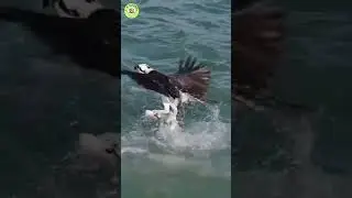 Eagle - The Master of Fishing in Action! #wildlife #hunter #fishing  #adventure