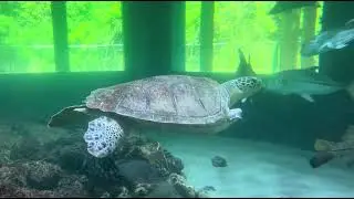 Saw song amazing things at Gumbo Limbo