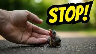 What To Do If You Find A Baby Bird? Step by Step Guidance