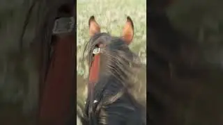 Зултурган (рысак)