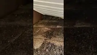 Bats in the soffit in Bradenton,FL