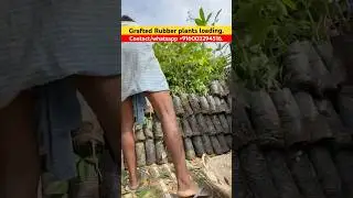 GRAFTED RUBBER PLANTS NURSERY #rubber #rubberplants #rubberfarming#rubberplant#rubberplantation
