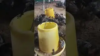 Some chick interesting animal feed 