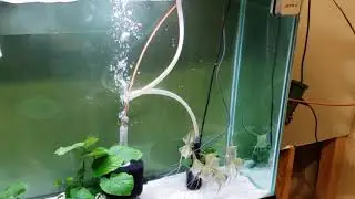 Tank raised Rio Orinoco altum angelfish eating live blackworms