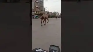 Eid-ul-Adha Camel Mandi 2020 camels Ran From Mandi To Hyderabad MandiVlog
