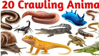 20 Snake Names for Kids | Learn Snake Species with Pictures & Sounds | Educational Animal Video